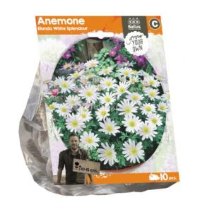 Baltus Anemone White Splendour bloembollen per 10 stuks